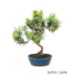 Luso Bonsai Podocarpus 9 Anos - 52613