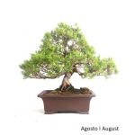 Luso Bonsai Juniperus Itoigawa 57 Anos - 51869A