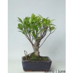 Luso Bonsai Ficus Retusa Tiger Bark Bonsai de 5 Anos - 51503