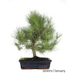 Luso Bonsai Pinus Halepensis 17 Anos - 57431