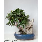 Luso Bonsai Ficus Retusa 12 Anos - 51517