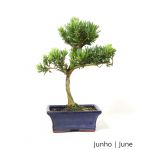 Luso Bonsai Podocarpus 7 Anos - 52607