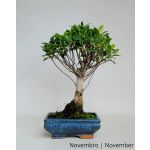 Luso Bonsai Ficus Retusa Tiger Bark 7 Anos - 51508