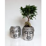 Luso Bonsai Ficus Ginseng - Buddha - 91043