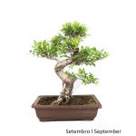 Luso Bonsai Ficus Retusa Tiger Bark Bonsai de 27 Anos - 51550B