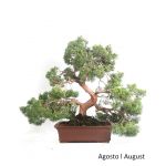 Luso Bonsai Juniperus Itoigawa 57 Anos - 51869B