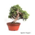 Luso Bonsai Juniperus Itoigawa 40 Anos - 51862A