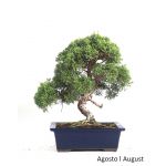Luso Bonsai Juniperus Itoigawa 23 Anos - 51846A