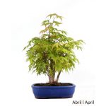 Luso Bonsai Acer Palmatum Yamamomiji 30 Anos - 62353