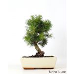 Luso Bonsai Pinus Sylvestris 12 Anos - 63918