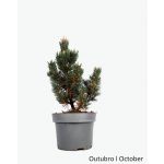 Luso Bonsai Pinus Thunbergii Kotobuki 10 Anos - Pré-bonsai - 70394