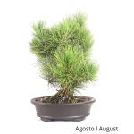 Luso Bonsai Pinus Thumbergii 31 Anos - 52954F
