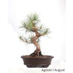 Luso Bonsai Pinus Thumbergii 31 Anos - 52954D