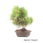 Luso Bonsai Pinus Thumbergii 31 Anos - 52954B