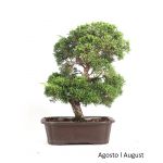 Luso Bonsai Juniperus Itoigawa 25 Anos - 51848B