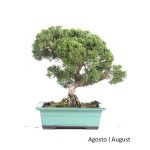 Luso Bonsai Juniperus Itoigawa 23 Anos - 51846E