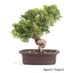 Luso Bonsai Juniperus Itoigawa 25 Anos - 51848E
