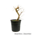 Luso Bonsai Amoreira 8 Anos - Pré-bonsai - 70503