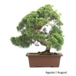 Luso Bonsai Juniperus Itoigawa 23 Anos - 51846I