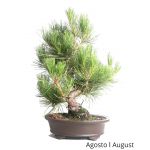 Luso Bonsai Pinus Thumbergii 31 Anos - 52954A