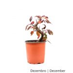 Luso Bonsai Malus Courtarou Coccinella 8 Anos - Pré-bonsai - 70243