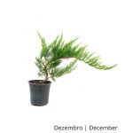 Luso Bonsai Juniperus Sabina Tamariscifolia 5 Anos - Pré-bonsai - 70162