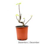 Luso Bonsai Figueira 5 Anos - Pré-bonsai - 70072