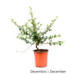 Luso Bonsai Piracanta 5 Anos - Pré-bonsai - 70112