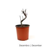 Luso Bonsai Prunus Cistena 5 Anos - Pré-bonsai - 70212