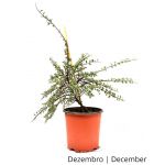 Luso Bonsai Cotoneaster Variegata 4 Anos - Pré-bonsai - 70221