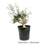 Luso Bonsai Zambujeiro (oliveira Brava) 8 Anos - Pré-bonsai - 70053