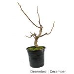 Luso Bonsai Figueira 8 Anos - Pré-bonsai - 70073