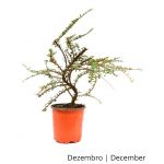 Luso Bonsai Cotoneaster 5 Anos - Pré-bonsai - 70002