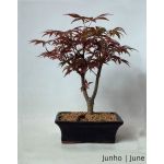 Luso Bonsai Acer Palm. Atropurpureum 9 Anos - 56913