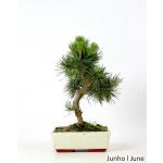 Luso Bonsai Pinus Sylvestris 9 Anos - 63913