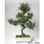 Luso Bonsai Podocarpus 12 Anos - 52618