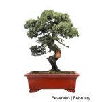 Luso Bonsai Juniperus Rigida Bonsai de 1973 - 99163