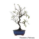 Luso Bonsai Amendoeira Bonsai de 2012 - 99024A