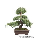 Luso Bonsai Ligustrum Bonsai de 29 Anos - 69152A