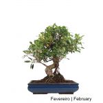 Luso Bonsai Ficus Tiger Bark Bonsai de 21 Anos - 51543