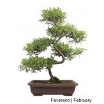 Luso Bonsai Zanthoxylum Bonsai de 27 Anos - 64150B