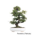 Luso Bonsai Carmona Macrophyla Bonsai de 23 anos - 66146B