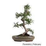 Luso Bonsai Carmona Macrophyla Bonsai de 23 anos - 66146A