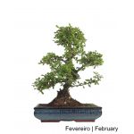 Luso Bonsai Carmona Macrohpyla Bonsai de 21 anos - 66143