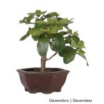 Luso Bonsai Premna Bonsai de 2010 - 99388B
