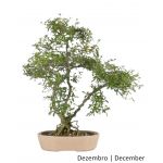 Luso Bonsai Serissa Bonsai de 21 anos - 65143A