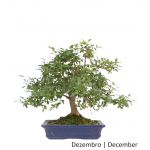 Luso Bonsai Ligustrum Bonsai de 22 anos - 69145B