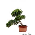 Luso Bonsai Ilex Crenata Bonsai de 21 anos - 55043G