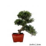 Luso Bonsai Ilex Crenata Bonsai de 21 anos - 55043E