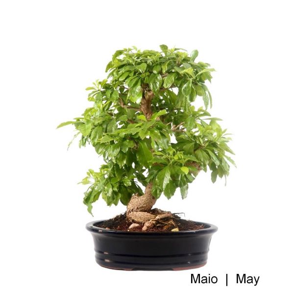 image_thumbnail